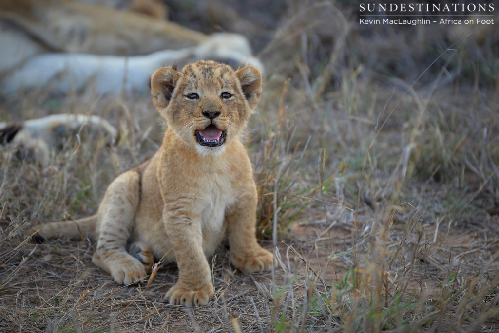 Cub almost 7 weeks old