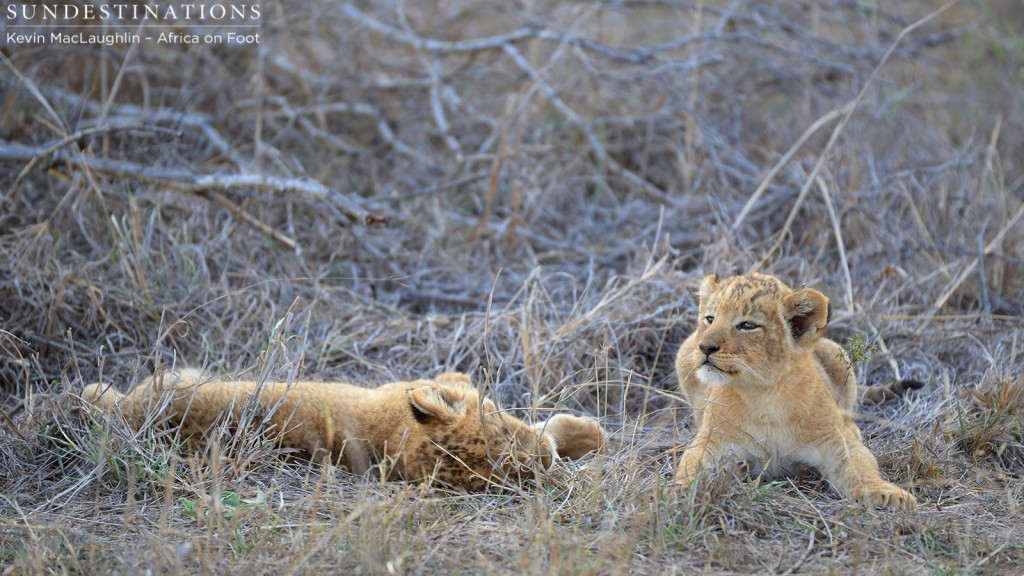 Getting restless while the pride is sleeping