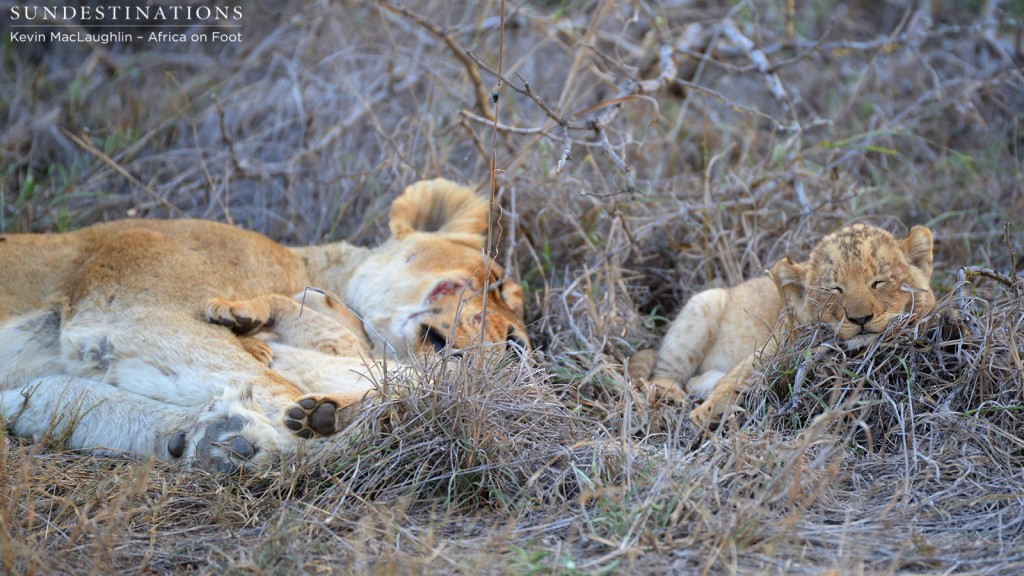 Mom sleeps with her babies nearby