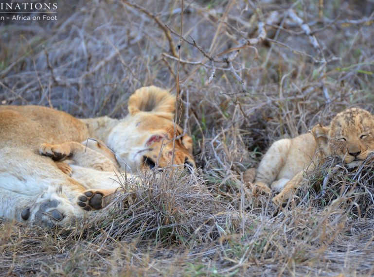 VIDEO: Lion cub caught playing with lioness’ tail