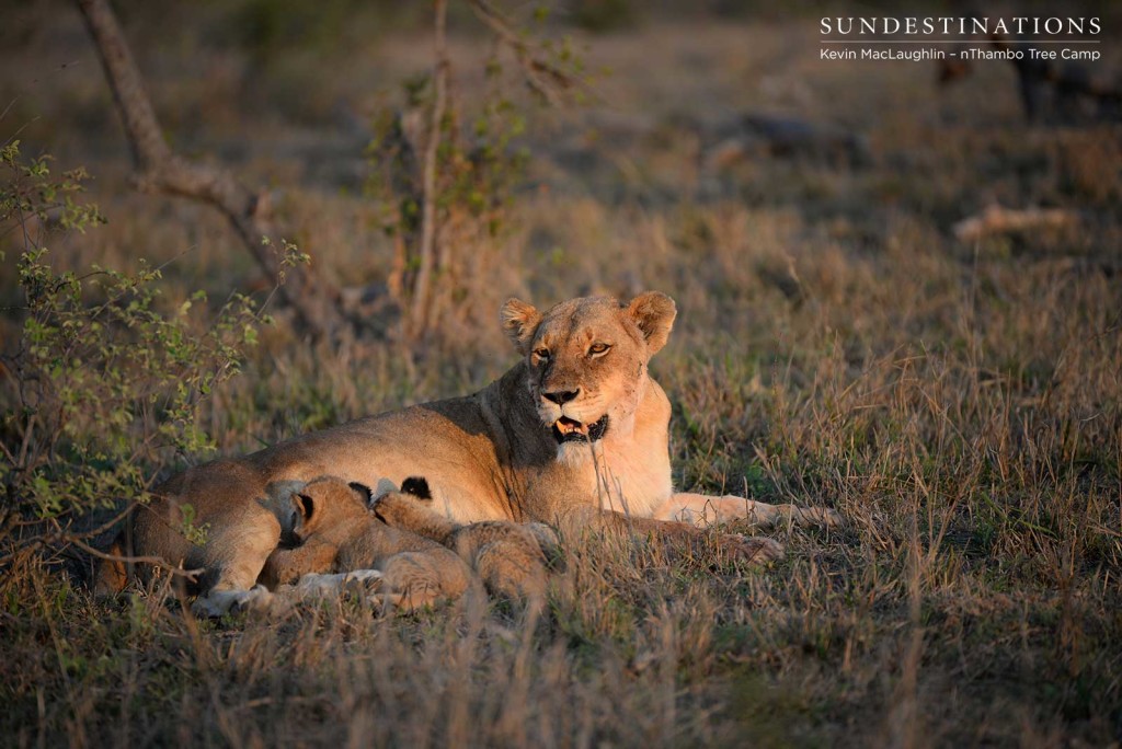 Cubs feeding from mother