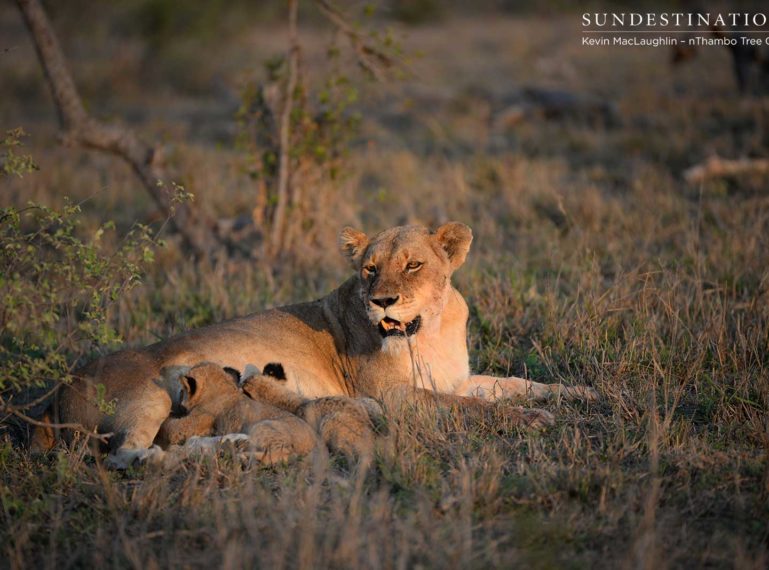 Ross lionesses and cubs on a buffalo kill
