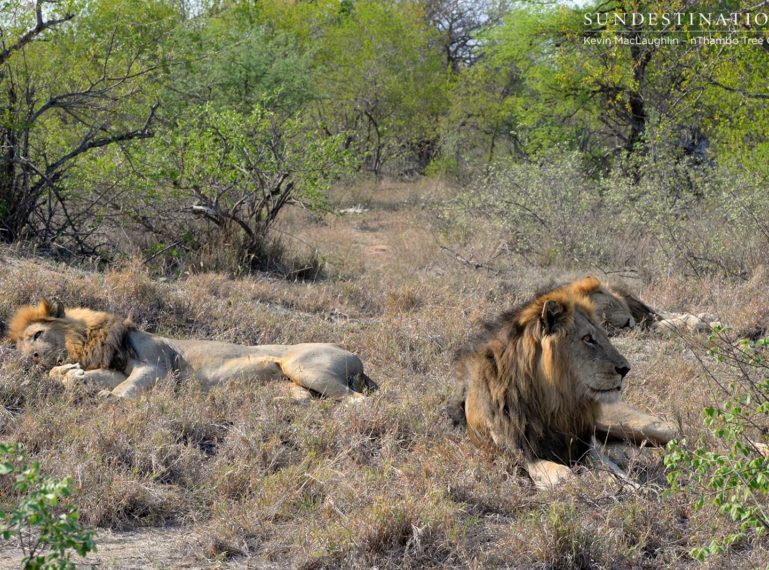 Three’s a crowd: Trilogy male lions seen together again