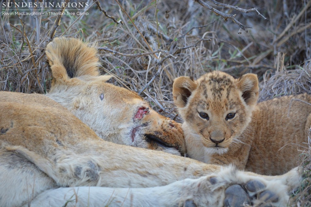 Ross Breakaway lion cubs together with their mom