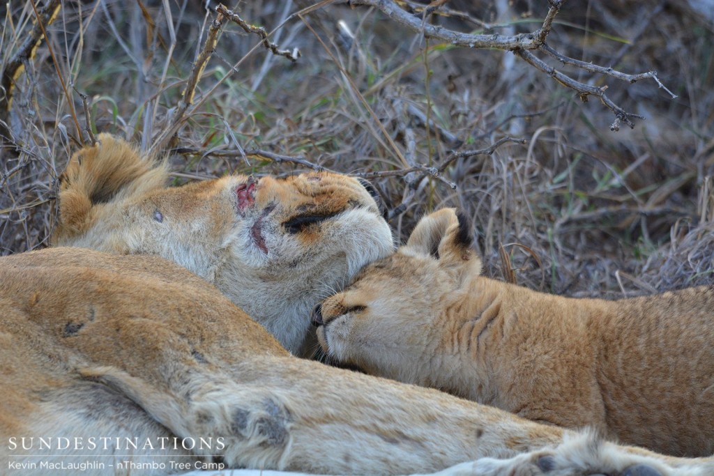 Cuddling up to mom