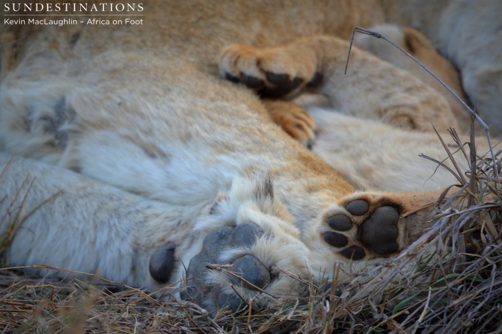 Big paws and small paws