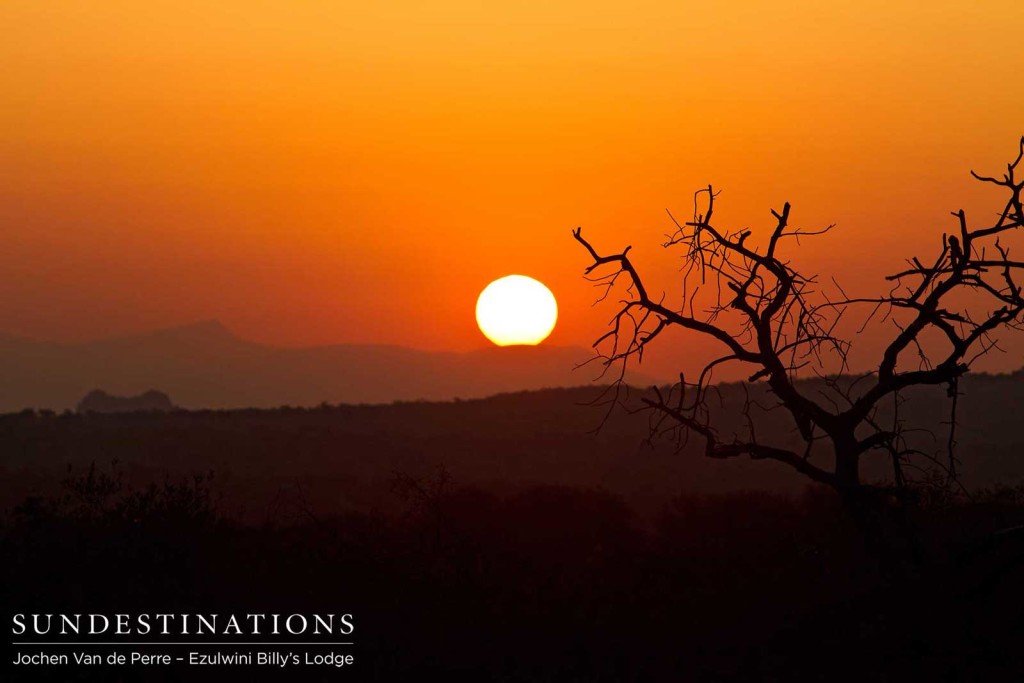 Skeletal trees silhouetted in the sunset