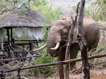 A majestic collared Tusker called Shoshangaan is a frequent visitor to Ezulwini River Lodge. This incredible elephant bull is estimated to be 40 – 45 years old and there is speculation that he originally wandered over from the Kruger National Park. His movements and habits are all monitored via the collar on his neck. The […]