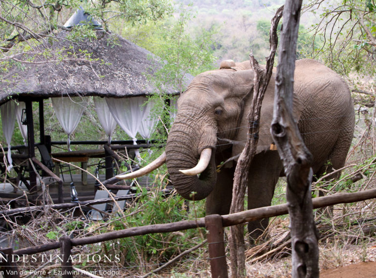 Elephant Bull Visits Ezulwini River Lodge
