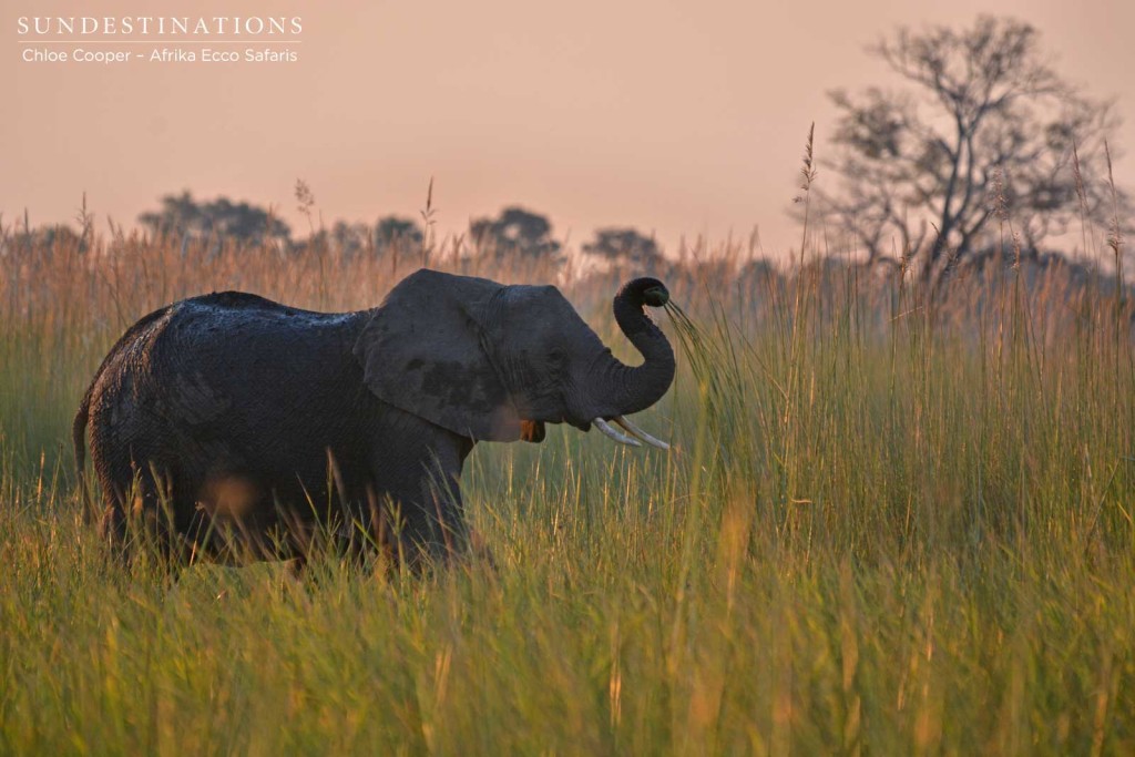 Elephant plucking the reeds