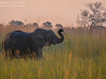 Welcome to Friday. What a week it’s been! We are having difficulty pin pointing the best of the week’s sightings, what with the array of leopard sightings, lion cubs, elephants galore, and interesting bird action. The Okavango Delta is teeming and fruitful as always, and Afrika Ecco Safaris has taken full advantage of its splendour. […]