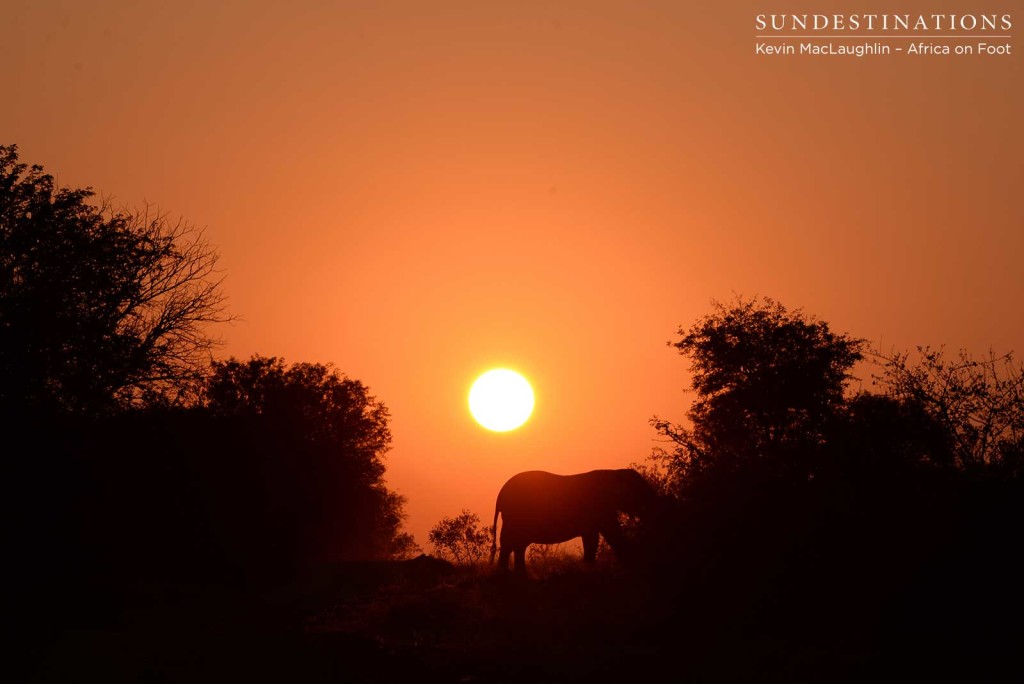 Elephant silhouette