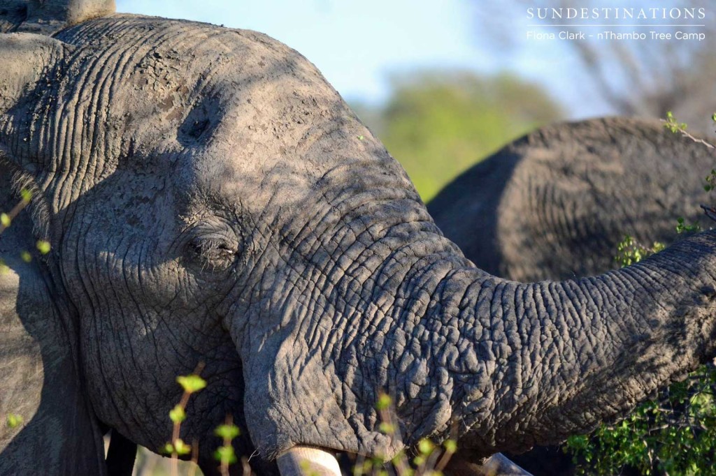 Elephant up close