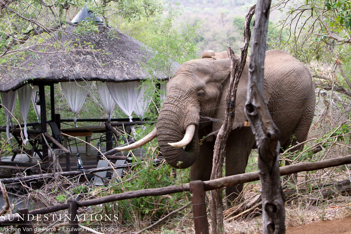 Elephant Outside Lodge