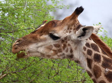 The Balule Nature Reserve provides more than just a haven for predators and the big five. The reserve is teeming with an array of plains game, such as antelope, giraffe and zebra. Plains game is the colloquial term given to species of antelope and gazelle which are typically found in open plains or savanna habitats […]