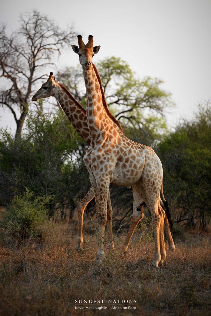 Journey of giraffes