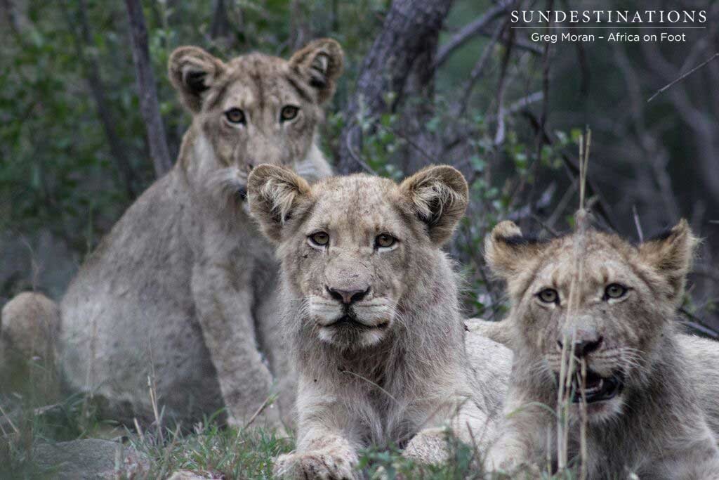 Hercules cubs looking curious