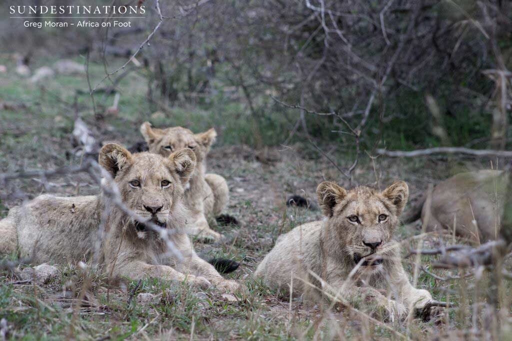 Hercules Pride 3 cubs