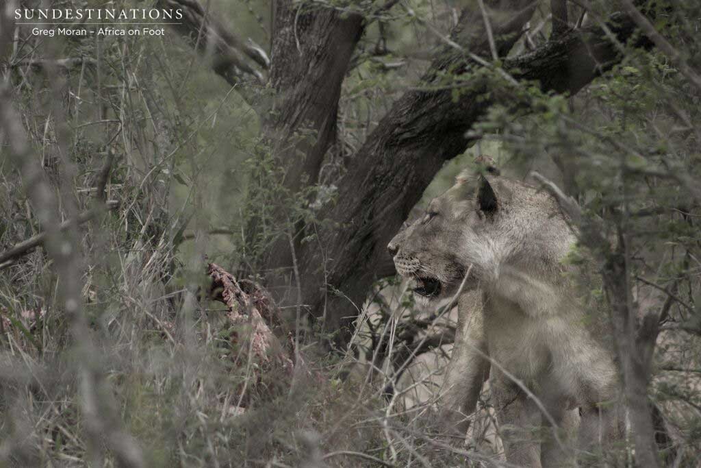 Hercules cub with a kill