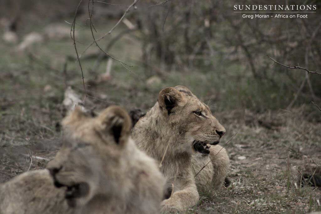 Glimpsing the Hercules cubs through the bush