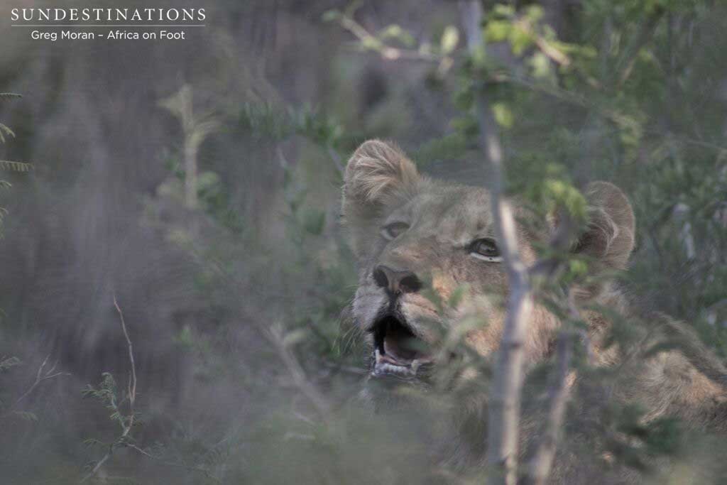 Hercules pride on a zebra kill