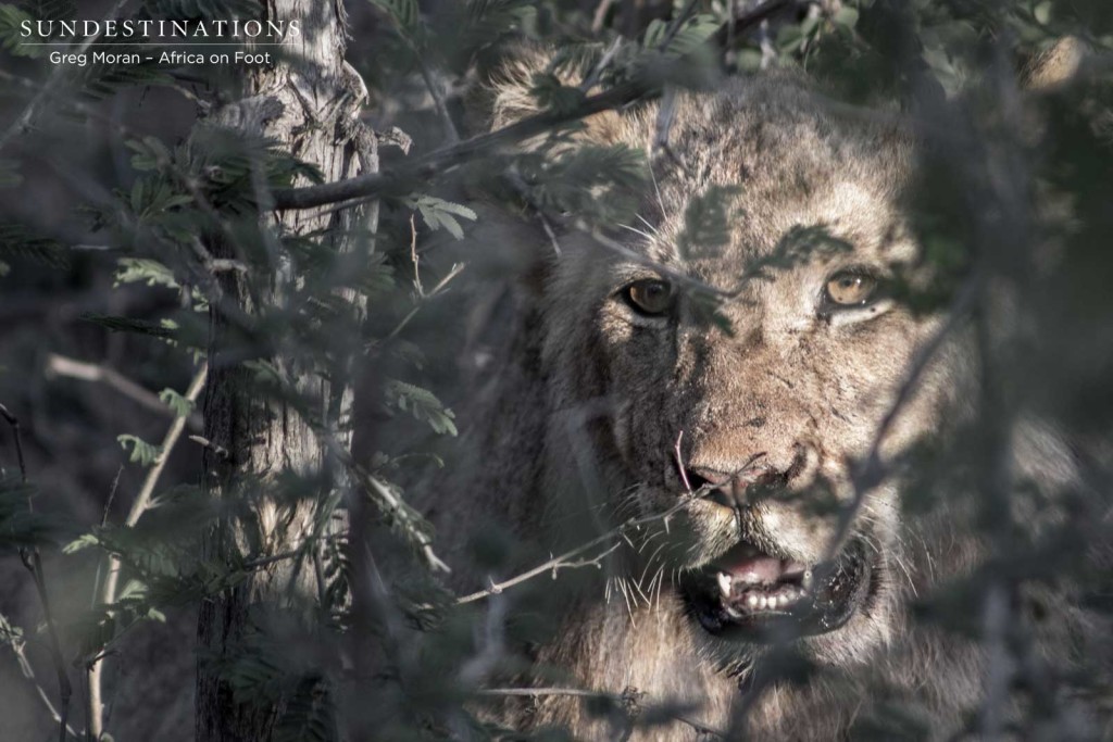 Hercules Pride male cub