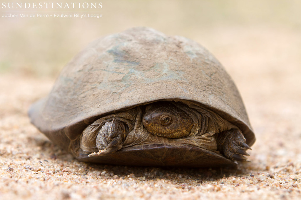 Tiny terrapin tucks shies away from the camera