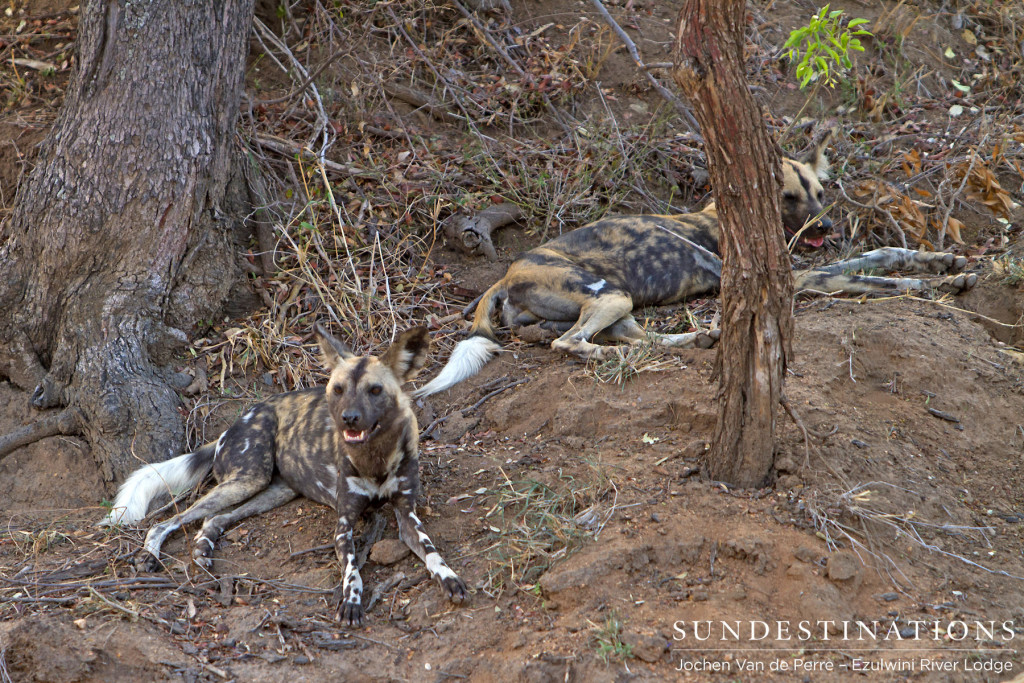 Resting in the shade