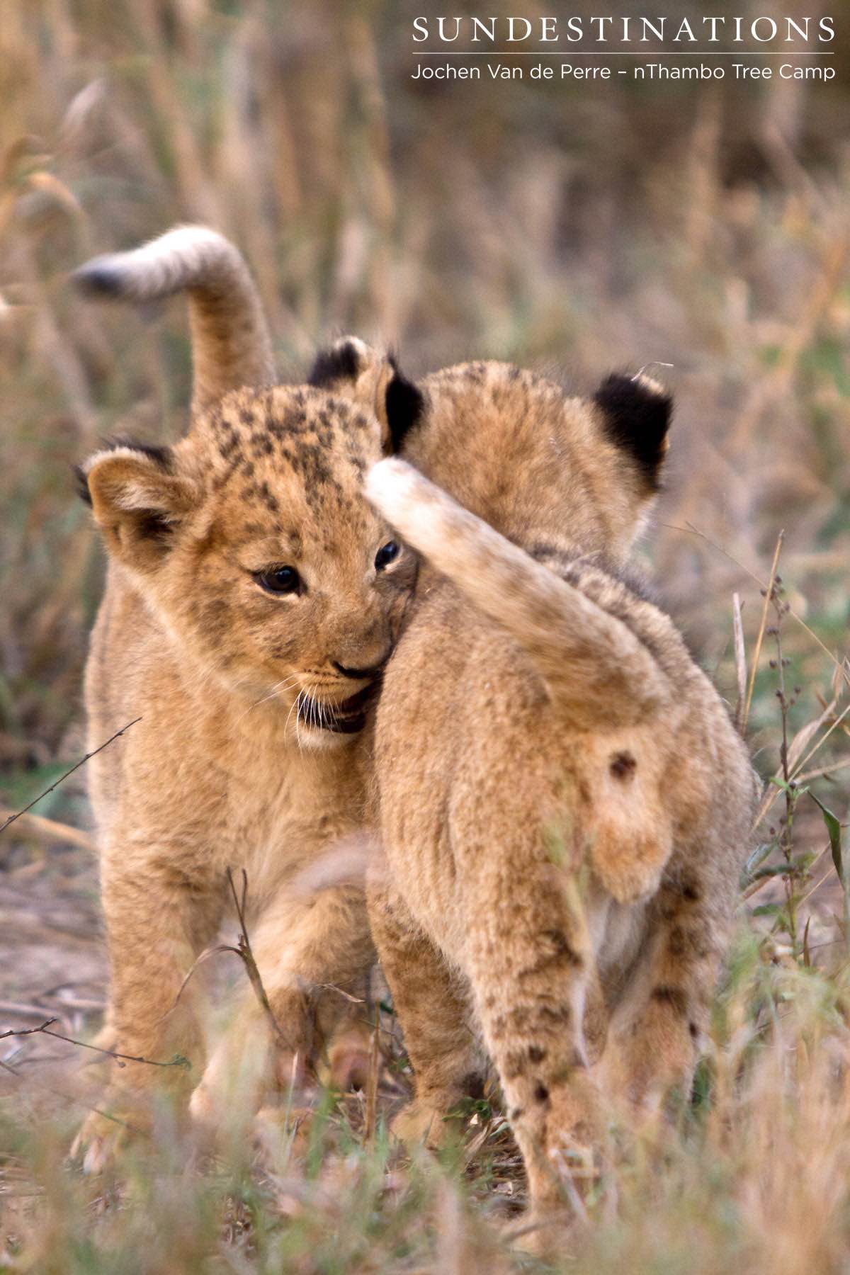 Lion Cub Greeting