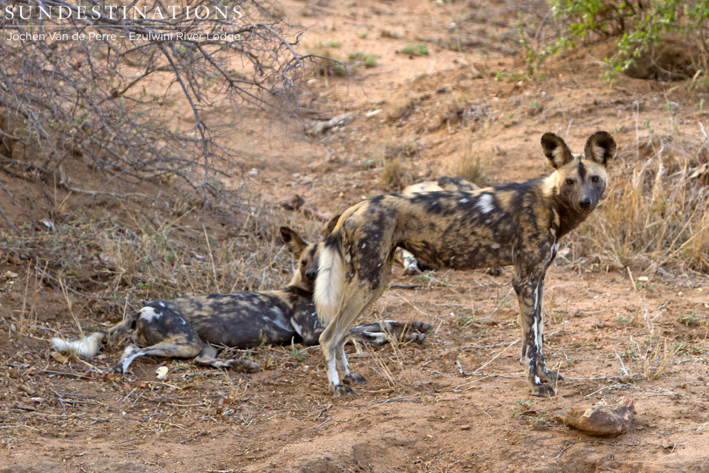 Rare African wild dog