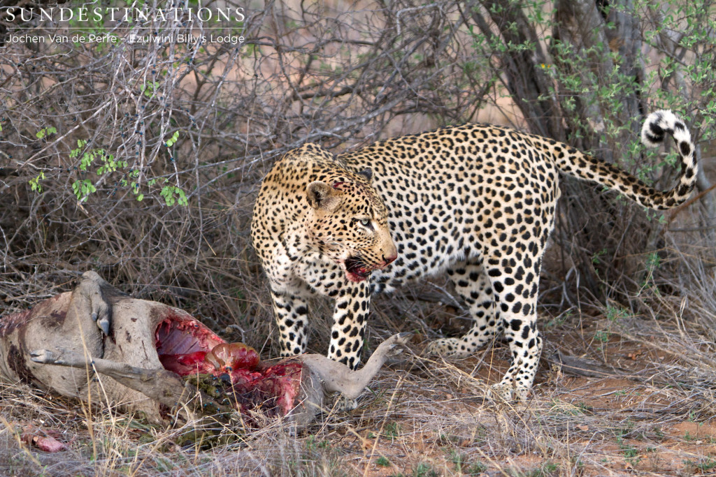 Ezulwini's famous leopard, Chavaluthu