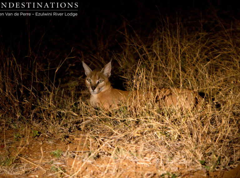 Rare Sighting of a Caracal at Ezulwini