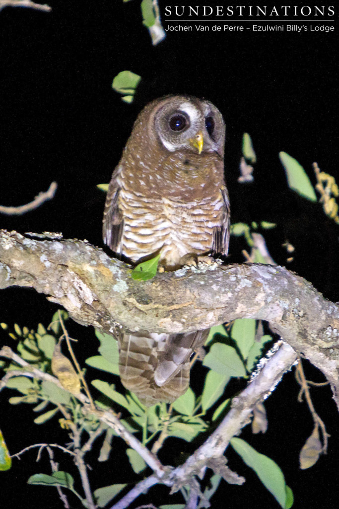 Wood owl looking for tasty treats