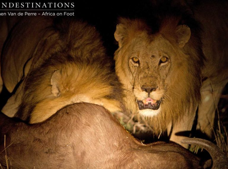 nThambo in the middle of the action during a lion kill