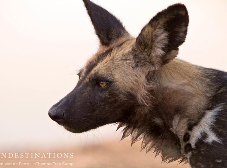 African Painted Dogs Return to Our Turf