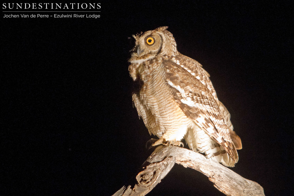 Spotted eagle owl at night