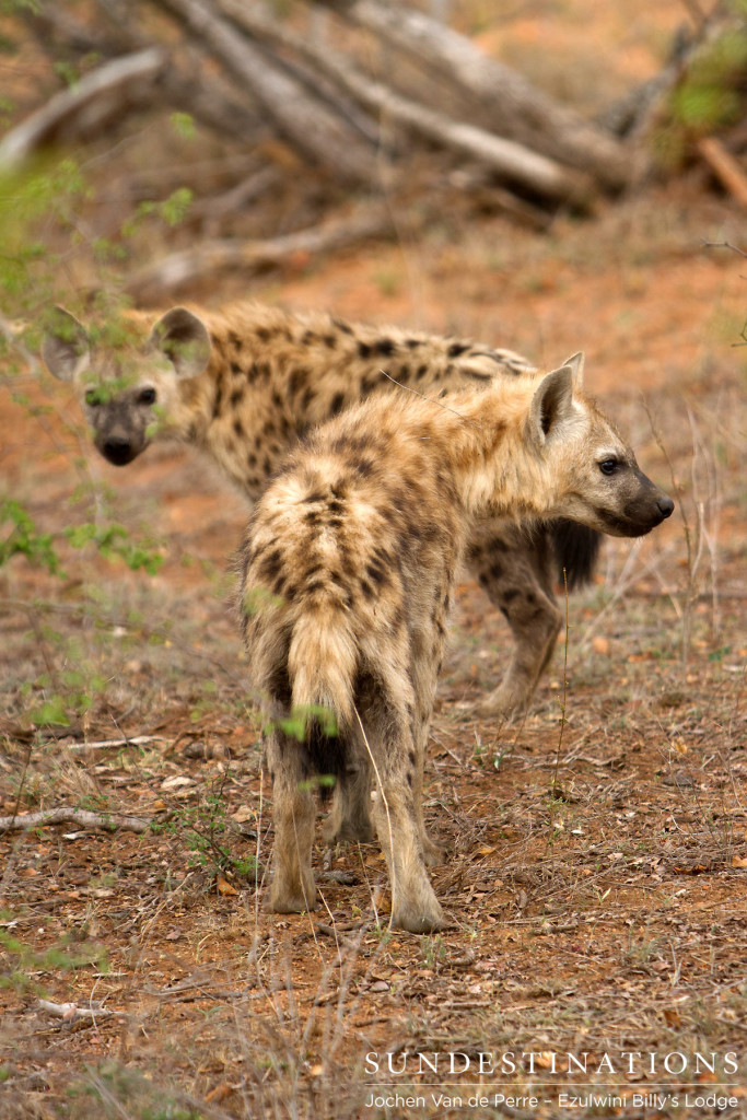 Hyena pups growing up