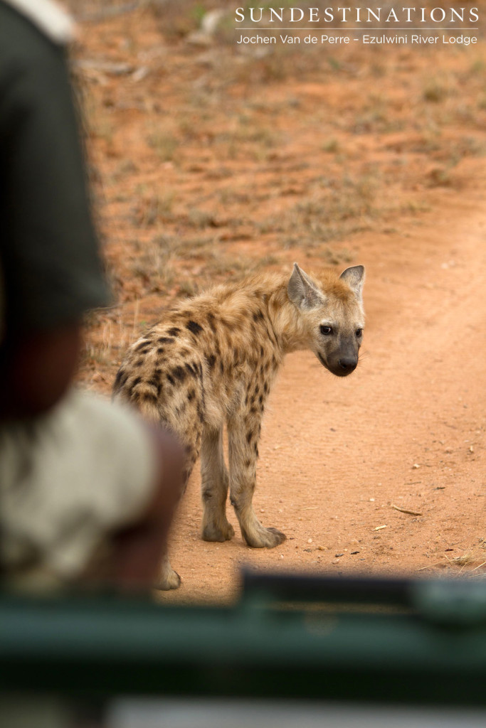 Following hyena pups in the game viewer