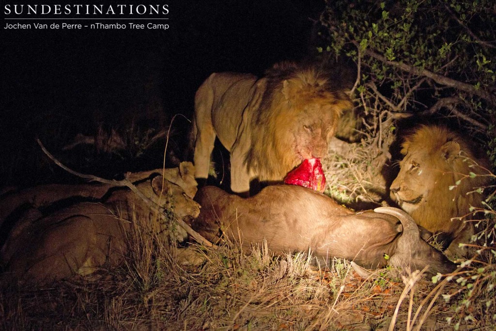 Two Ross Breakaways and 2 Trilogy males tuck into buffalo