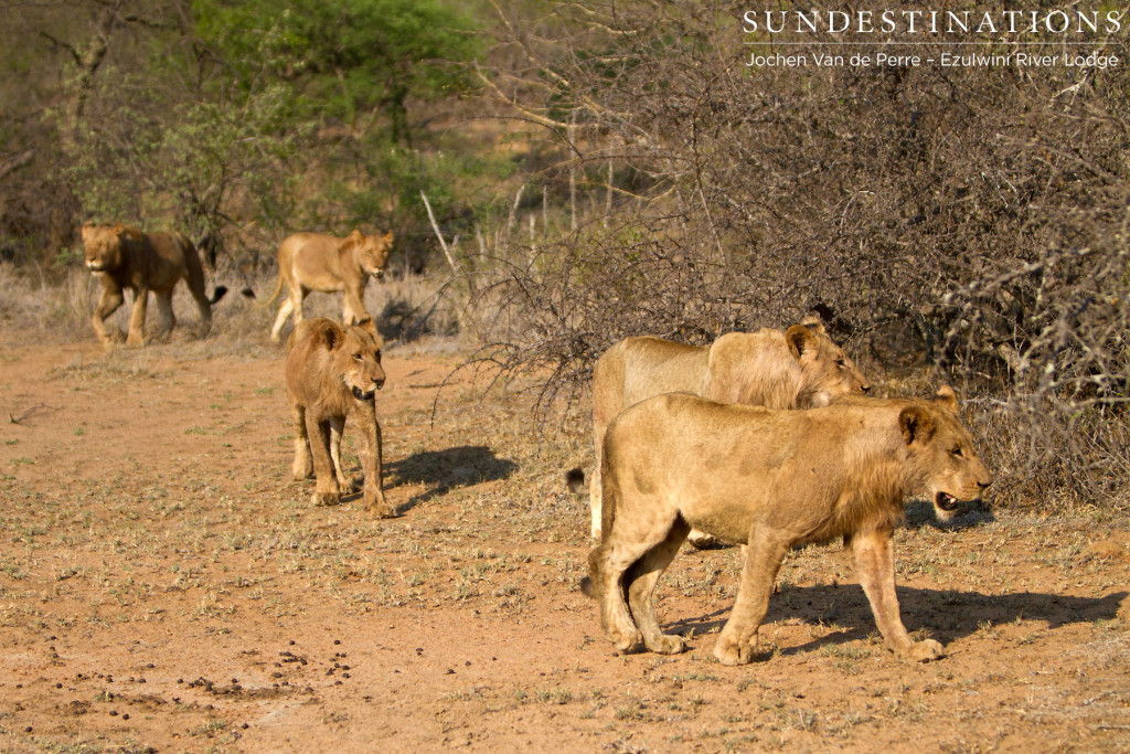 Lions on the move