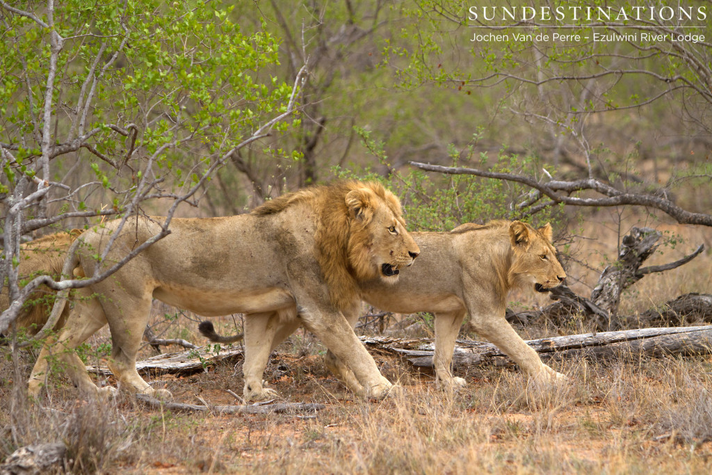 'Mohlabetsi' lions moving through the bush