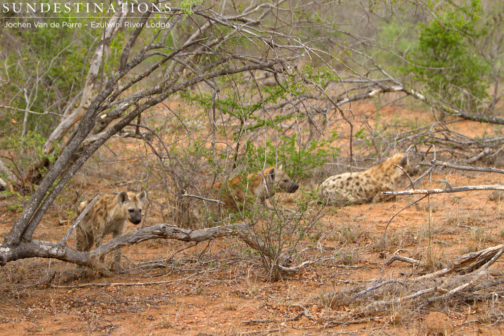 Hyena clan resting