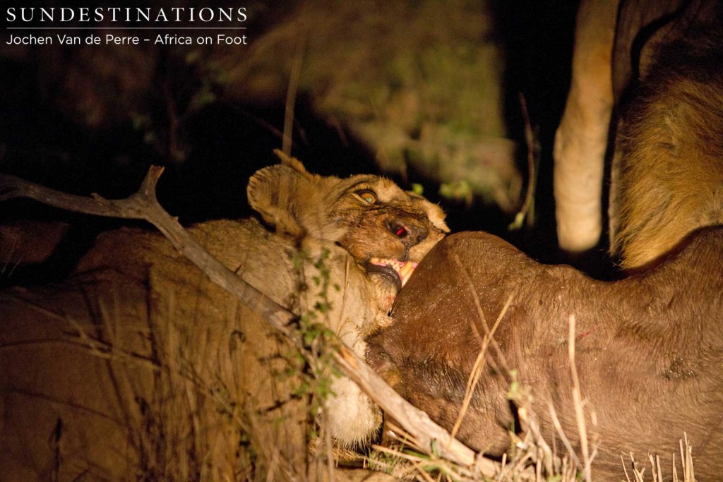 Ross Breakaway lioness on buffalo kill