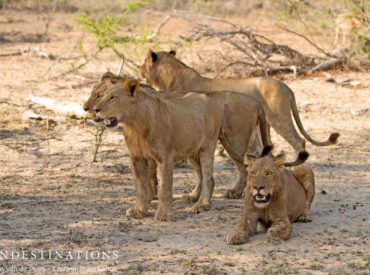 If there’s one animal we can count on seeing almost every day, it’s lions. Although one can never predict what happens in the bush, and we count ourselves lucky for each and every moment we spend with the wildlife in the Balule Nature Reserve, we are really spoilt with the biggest African cat. The complicated […]