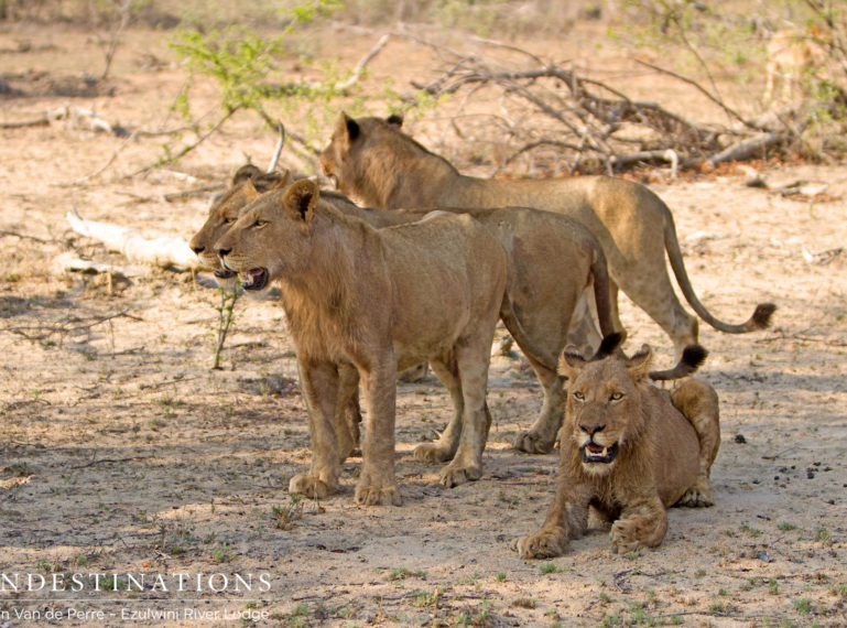 Big lion pride on the move at Ezulwini