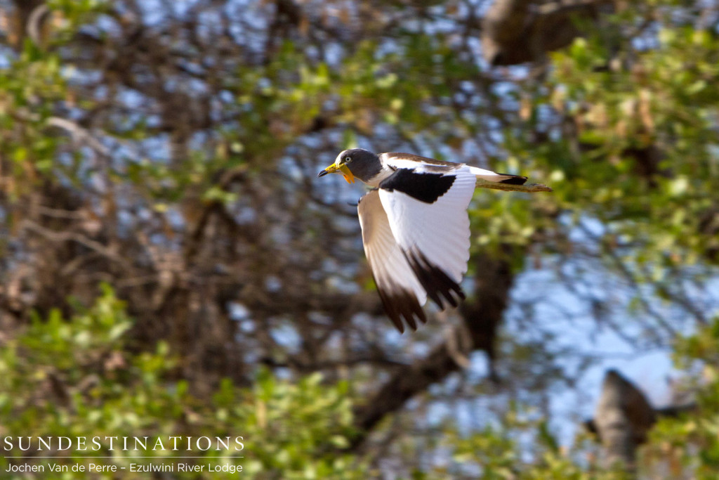White-crowned lapwing in flight