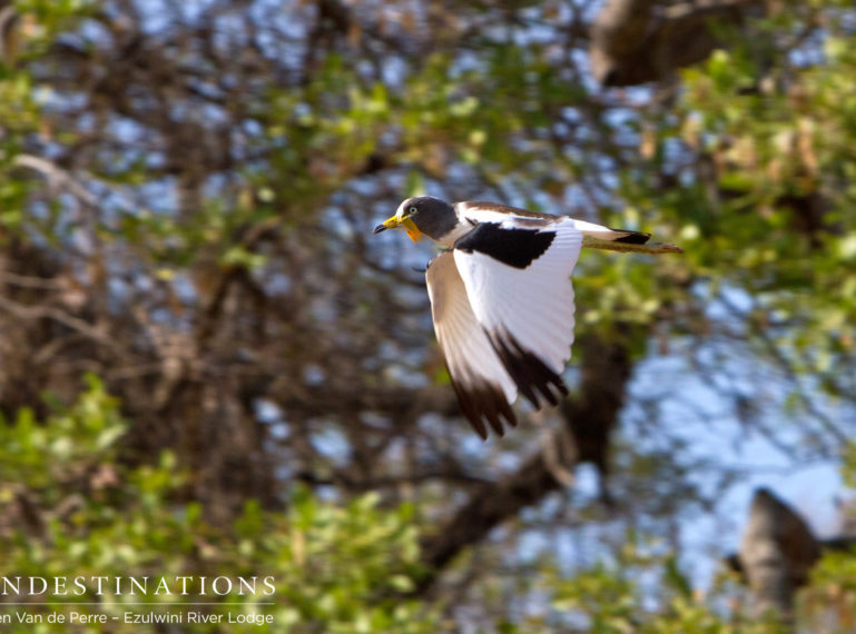 Birds of the Balule