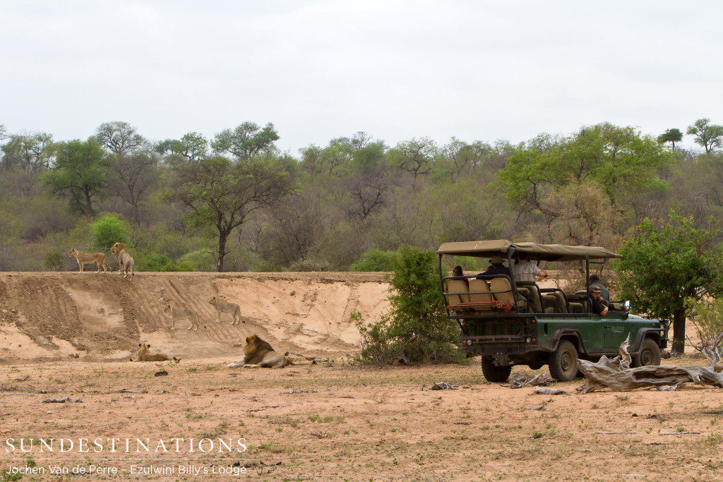 Ezulwini guests watching lions