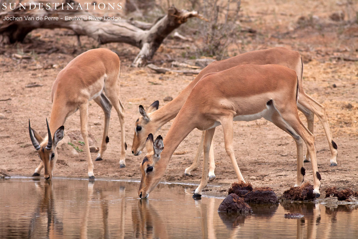 Impala are often close to water sources.