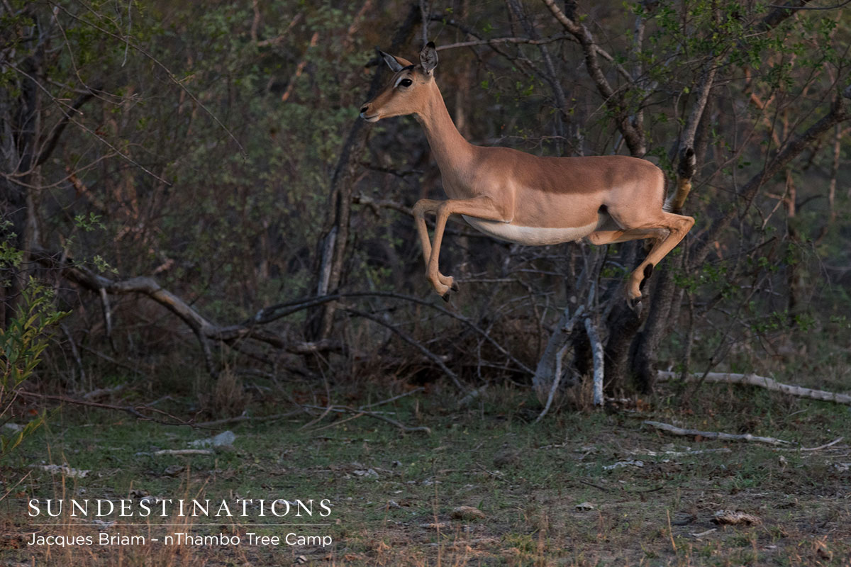 A brilliant image of an impala leaping